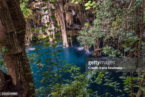 azul cenote - foresta pluviale tropicale ストックフォトと画像