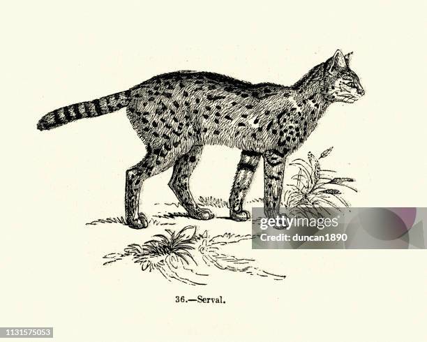 Nature Big Cats Serval High-Res Vector Graphic