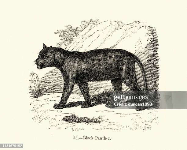 nature, big cats, black panther - black leopard stock illustrations
