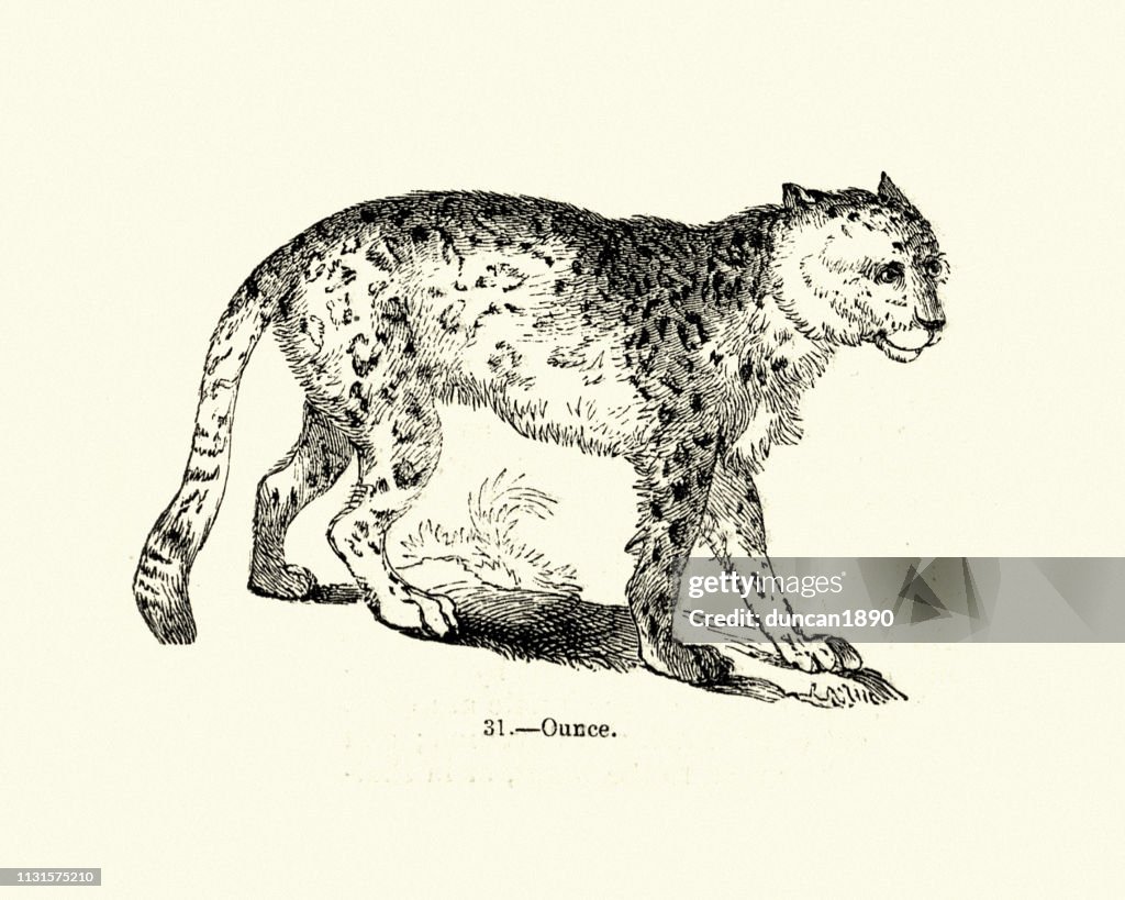 Nature, Big Cats, Snow leopard (Ounce)