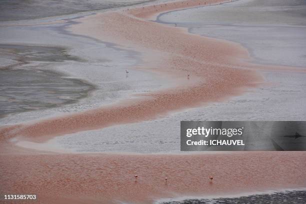flamingos , red lagoon bolivia - admirer le paysage stockfoto's en -beelden