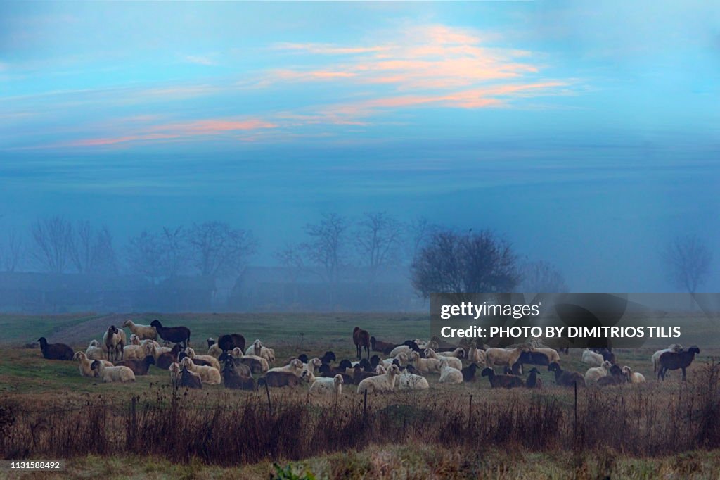 Thessalian pasture in mist