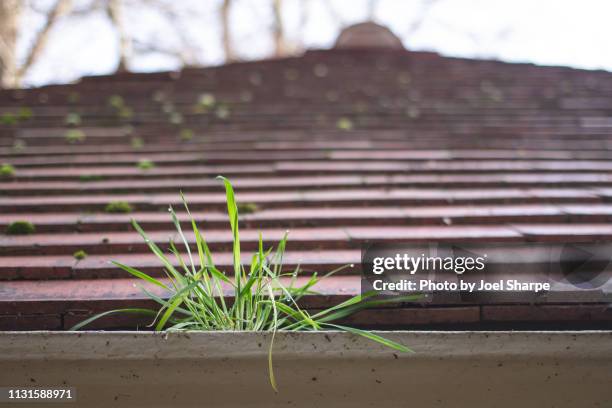 weed growing in roof gutter - cleaning gutters stock pictures, royalty-free photos & images