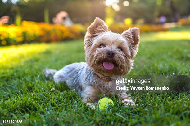 beautiful yorkshire terrier playing with a ball on a grass - puppy stock-fotos und bilder