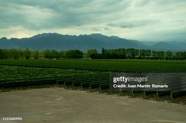 mendoza vineyard - paisaje escénico stock-fotos und bilder