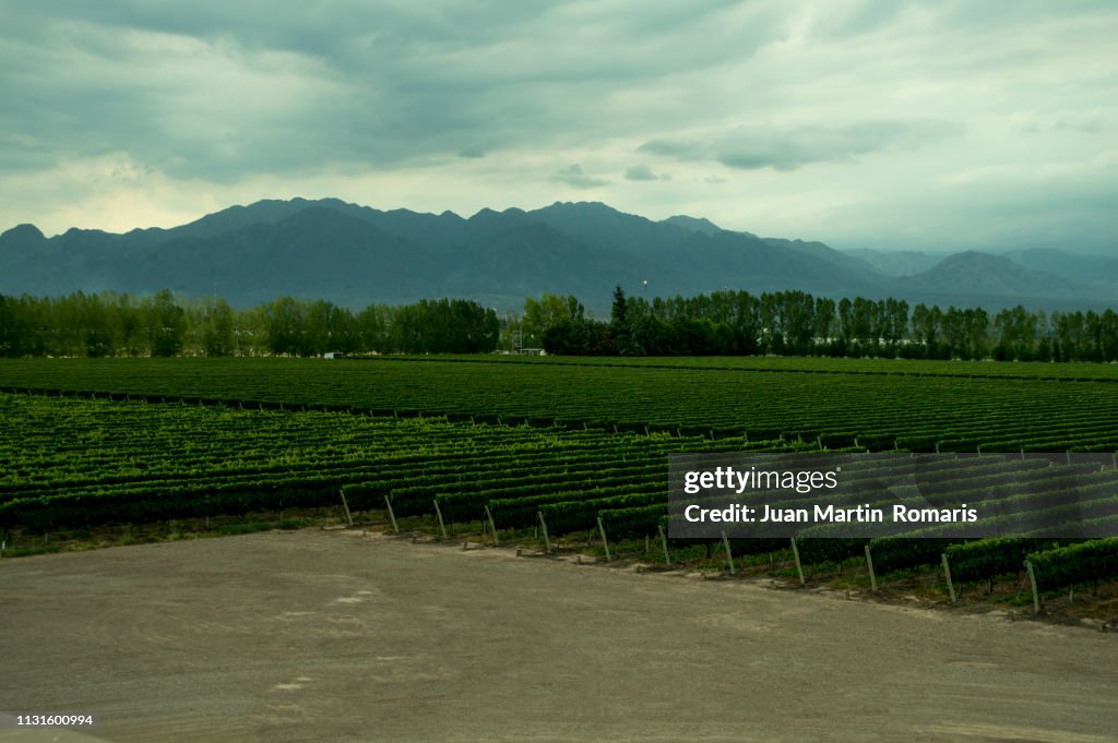 Mendoza vineyard