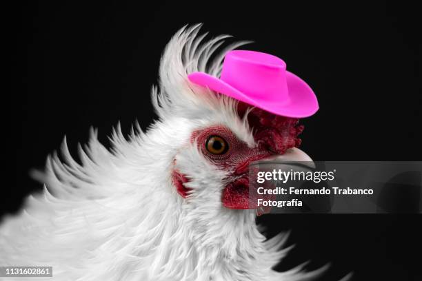 hen with hat - tame stock-fotos und bilder