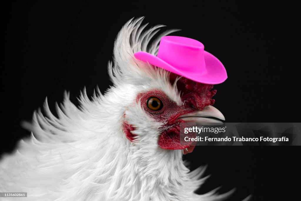 Hen with hat