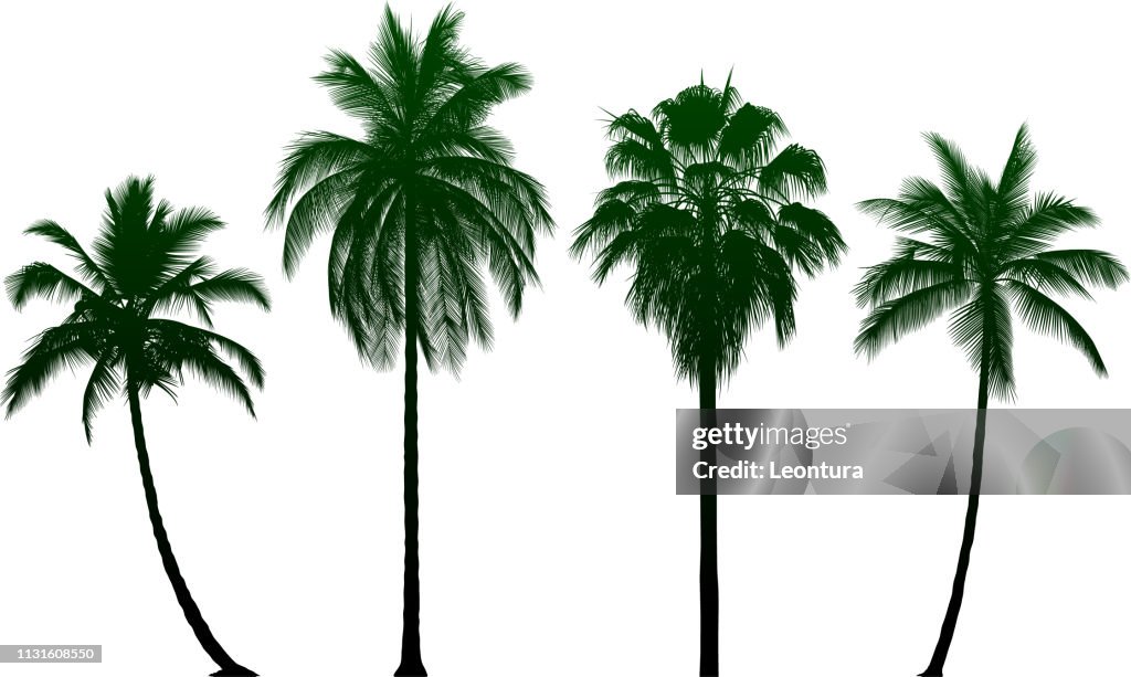 Highly Detailed Palm Tree