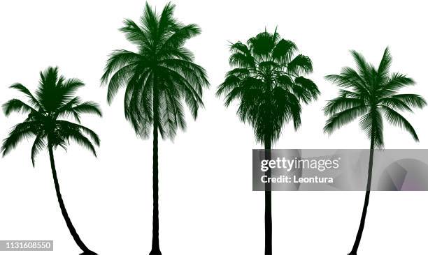 高度詳細的棕櫚樹 - palm trees 幅插畫檔、美工圖案、卡通及圖標