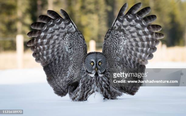 great gray owl - great grey owl stock pictures, royalty-free photos & images