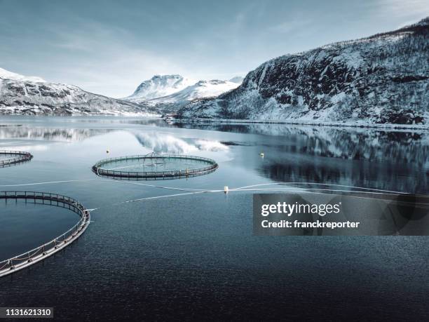 fish farm in norway - norwegen stock pictures, royalty-free photos & images