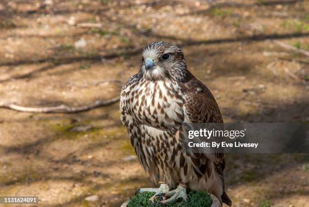 saker falcon - falcon feather pattern fotografías e imágenes de stock