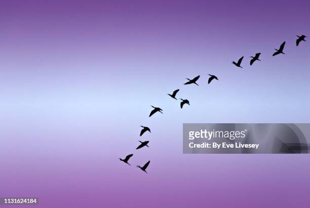 ibis birds flying - wader bird stock pictures, royalty-free photos & images