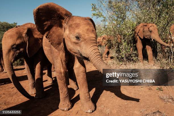 Orphan elephants take a walk at the David Sheldrick Wildlife Trust elephant orphanage in Nairobi, Kenya on March 12, 2019. - Each calf at the nursery...