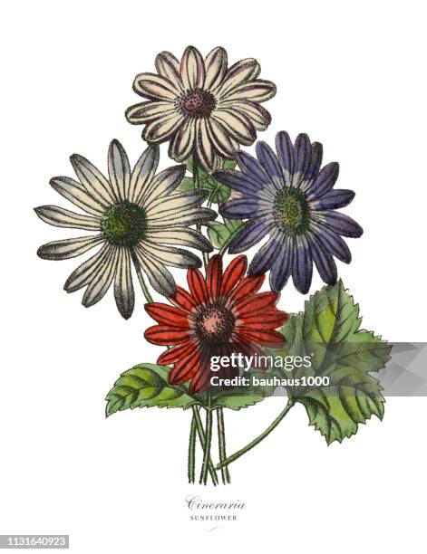 cineraria or sunflower plants, victorian botanical illustration - aromatic aster stock illustrations