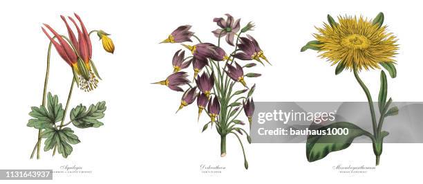ilustrações de stock, clip art, desenhos animados e ícones de victorian botanical illustration of columbine, dodecatheon and mesembryanthemum plants - barrilha