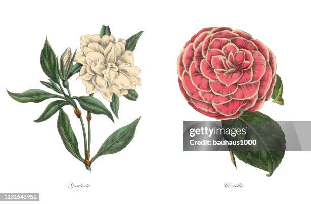 victorianische botanische illustration von gardenia und kamelien - camellia bush stock-grafiken, -clipart, -cartoons und -symbole