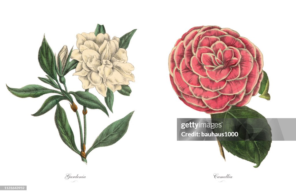 Victorian Botanical Illustration of Gardenia and Camellia Plants