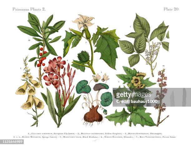 ilustraciones, imágenes clip art, dibujos animados e iconos de stock de plantas venenosas y tóxicas, ilustración botánica victoriana - poison oak