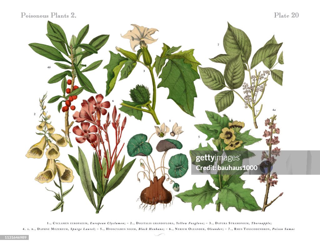 Poisonous and Toxic Plants, Victorian Botanical Illustration
