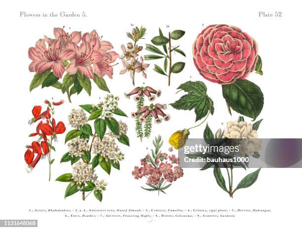 flowers of the garden, victorian botanical illustration - rhododendron stock illustrations