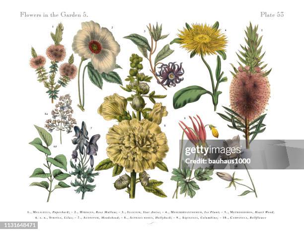 ilustrações de stock, clip art, desenhos animados e ícones de exotic flowers of the garden, victorian botanical illustration - barrilha