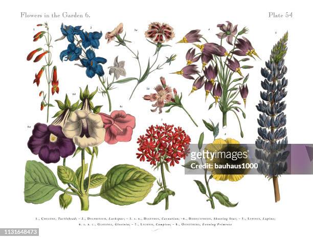 庭のエキゾチックな花、ヴィクトリア��朝の植物のイラスト - カーネーション点のイラスト素材／クリップアート素材／マンガ素材／アイコン素材