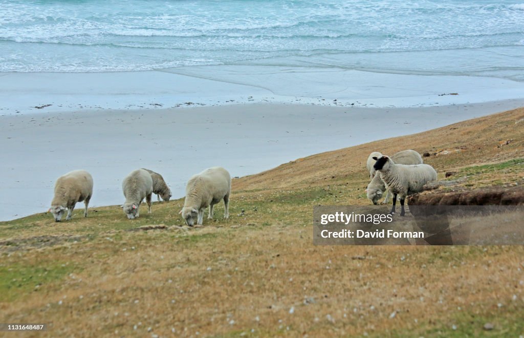 Sheep grazing on a cliff-edge, Saunders Island, Falkland Isles.