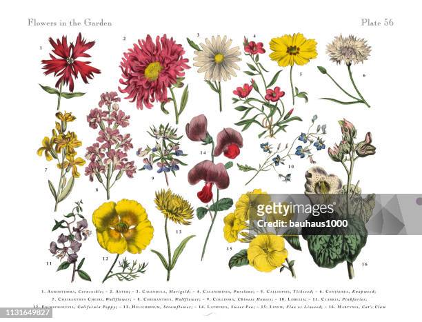 exotische blumen des gartens, viktorianische botanische illustration - korbblütler stock-grafiken, -clipart, -cartoons und -symbole