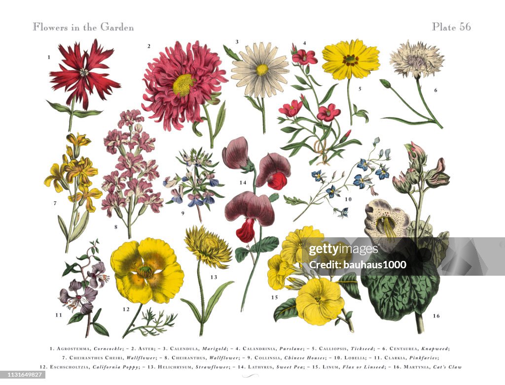 Flores exóticas del jardín, ilustración botánica victoriana