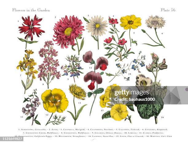 stockillustraties, clipart, cartoons en iconen met exotische bloemen van de tuin, victoriaanse botanische illustratie - composietenfamilie