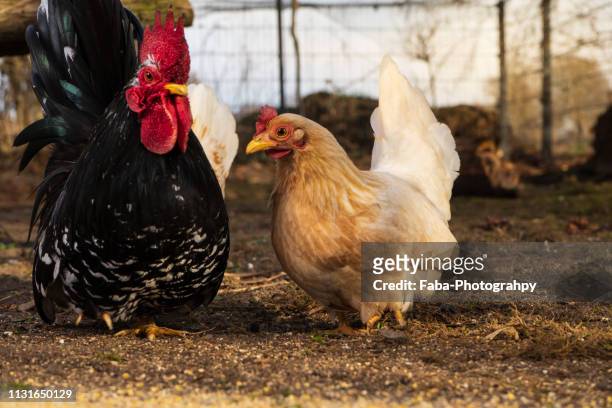 close up rooster and hen - tierkopf 個照片及圖片檔