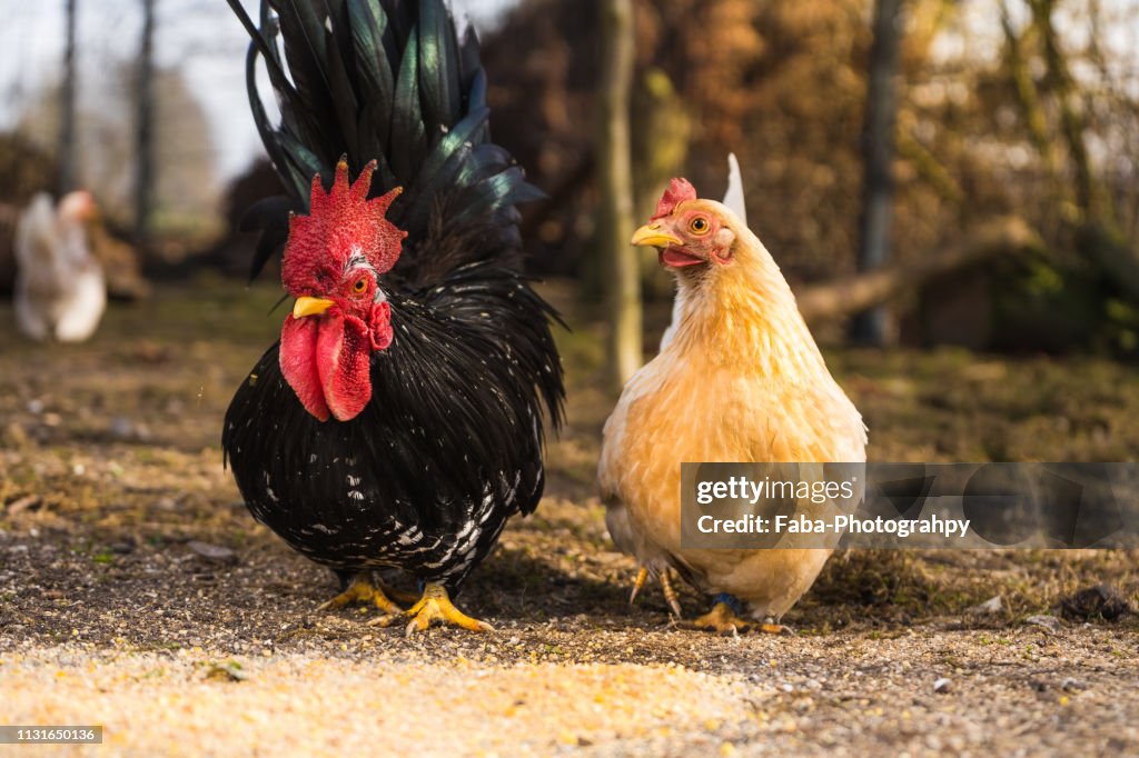 Close Up Rooster And Hen