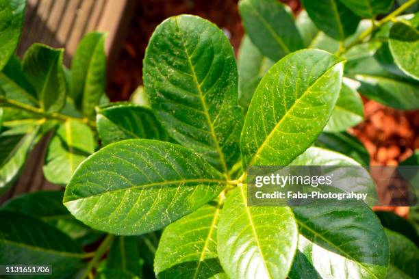 cherry laurel - gärtnerisch gestaltet stock pictures, royalty-free photos & images