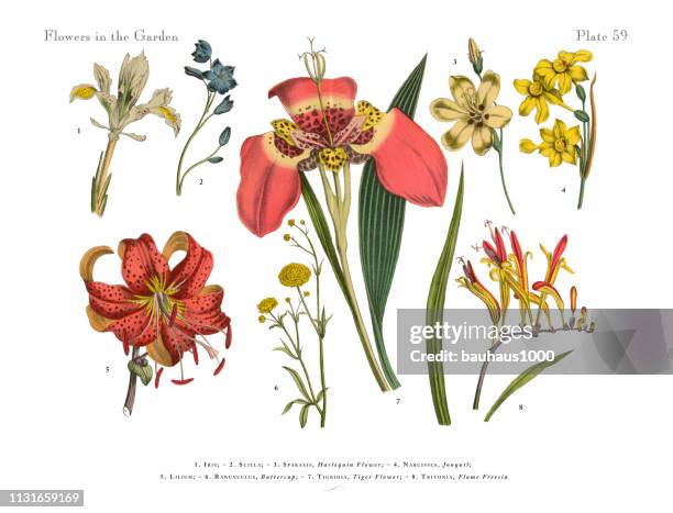 1 948点のユリイラスト素材 Getty Images 1 948点のユリイラスト素材 Getty Images
