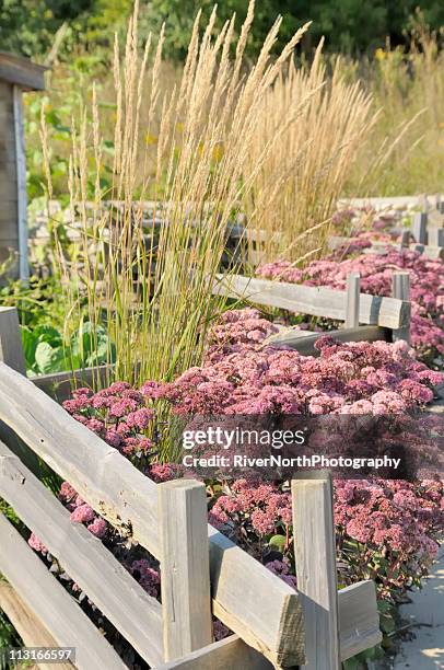 garden - timothy grass stock pictures, royalty-free photos & images