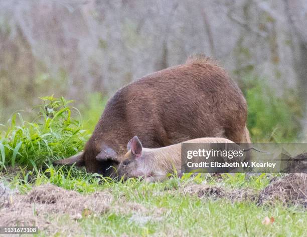 mother wild board with young - wild hog stock pictures, royalty-free photos & images