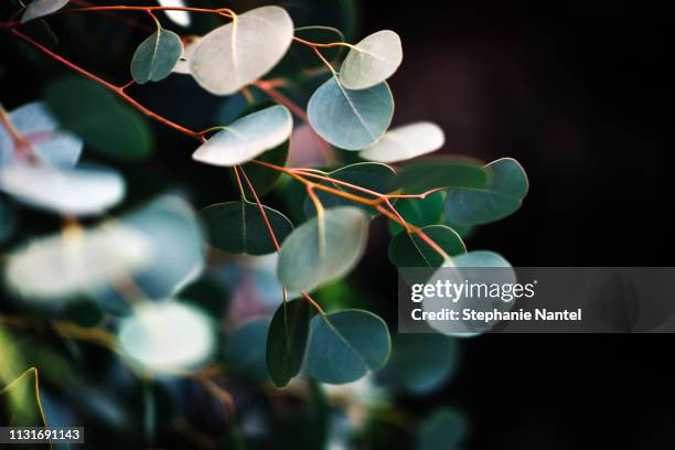 eucalyptus - eucalyptus stock pictures, royalty-free photos & images