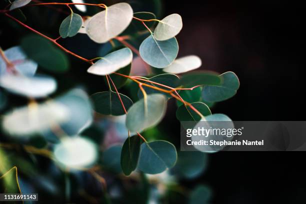 eucalyptus - eucalyptus tree 個照片及圖片檔