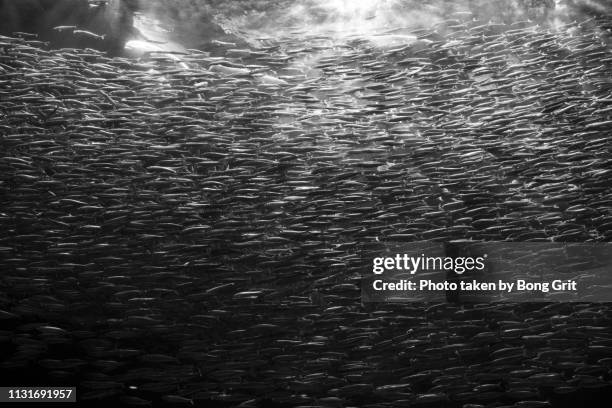 school of sardines - スポットライト stock pictures, royalty-free photos & images