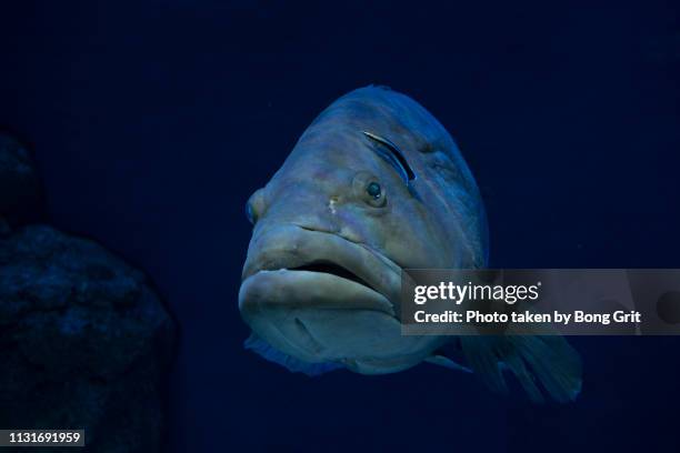 a longtooth grouper to clean up his body - 海中 stock pictures, royalty-free photos & images