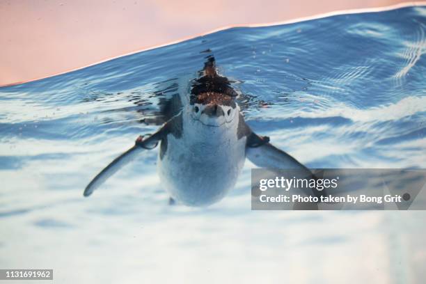 facing the front - 注視する fotografías e imágenes de stock