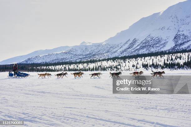 47th Iditarod Race: View of dogs in action during race. Willow, AK 3/2/2019 CREDIT: Erick W. Rasco