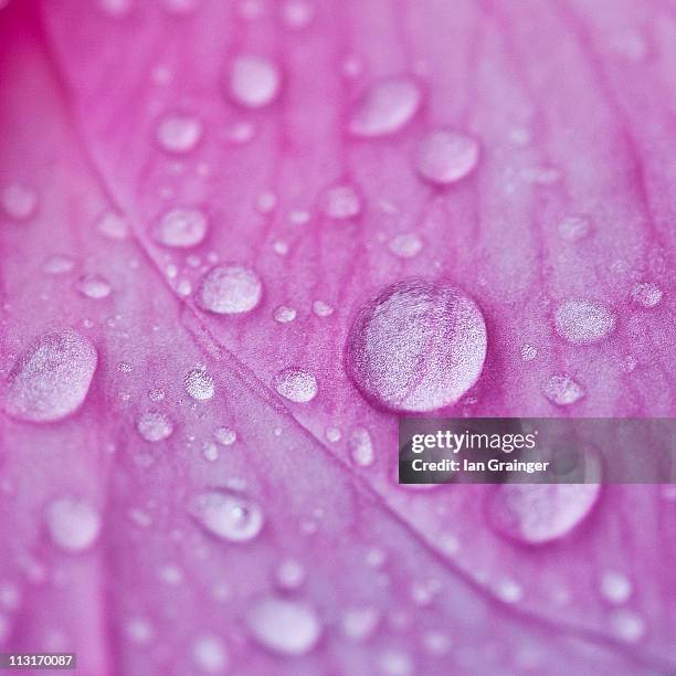 camellia petal - leaf vein stock pictures, royalty-free photos & images