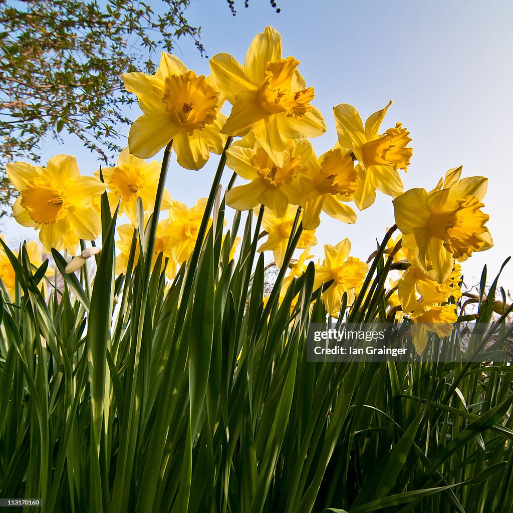 Yellow daffodils