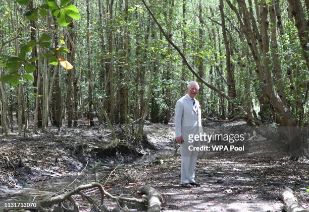 Prince Charles, Prince of Wales during a visit to the Prospect Brighton Mangrove Park to learn about conservation on St. Vincent and the Grenadines...