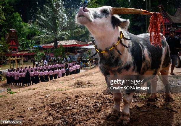 Residents are seen performing the ma'badong dance during the Rambu Solo ritual in Tana Toraja District, South Sulawesi. Rambu Solo is a funeral...