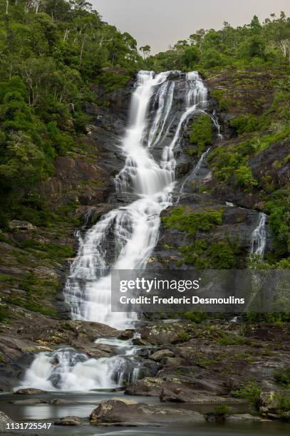 colnet falls - forêt tropicale humide stock pictures, royalty-free photos & images