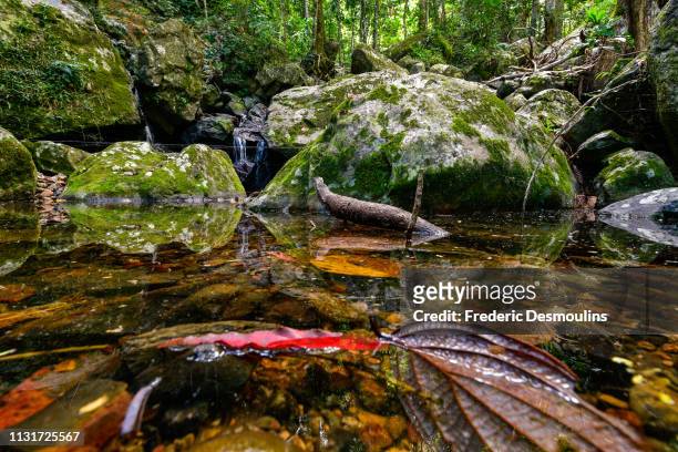 yahoue falls - forêt tropicale humide stock pictures, royalty-free photos & images